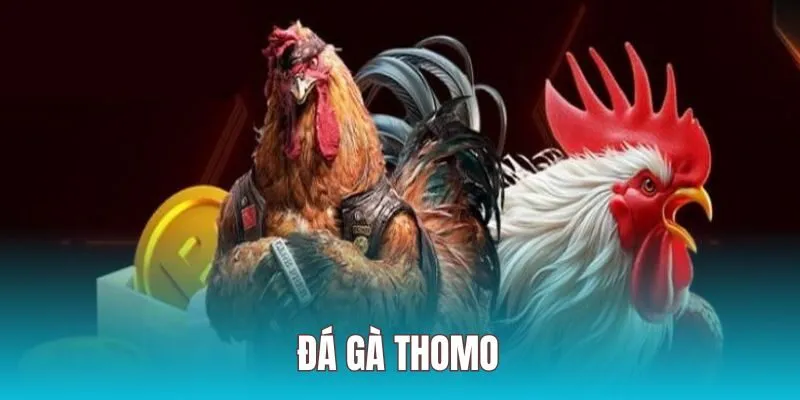 Hướng Dẫn Chơi đá gà Thomo Xin88 Chi Tiết Cho Người Mới 19 da ga thomo anh dai dien