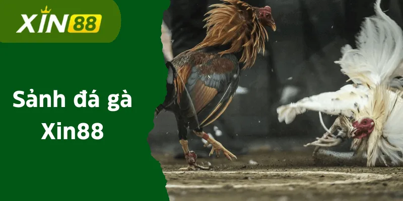 Trực tiếp đá gà C1 Xin88 - Xem đá gà trực tuyến tại nhà cái 14 da-ga-xin88-anh-dai-dien