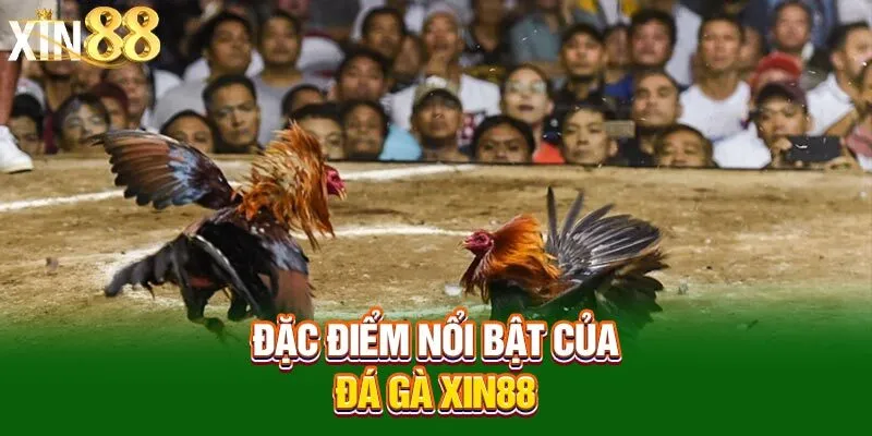 Vảy đá gà quý Xin88 - Bí quyết nhận biết lựa chọn chuẩn xác 9 dac-diem-noi-bat-cua-da-ga-xin88