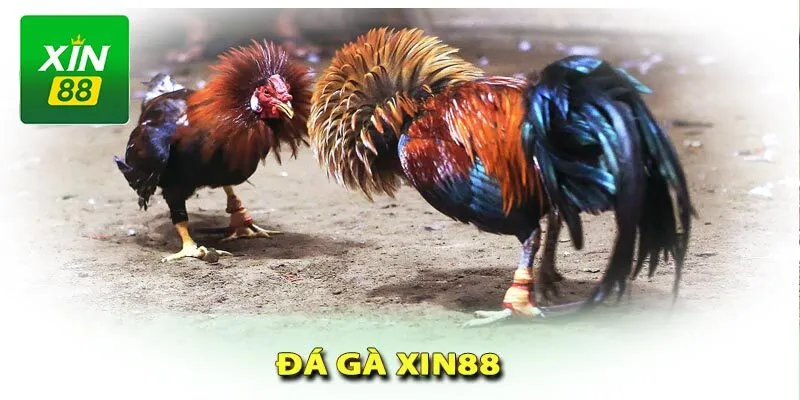 Tìm hiểu về đá gà cựa dao Xin88 - Tựa game đỉnh cao số 1 6 da-ga-cua-dao