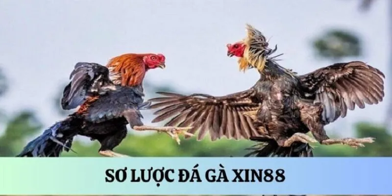 Luật đặt cược đá gà Xin88 - Hướng dẫn cho người chơi mới 7 tong-quan-da-ga-xin88