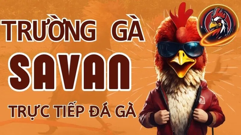 Trường gà Savan Xin88 - Điểm đến lý tưởng chơi đá gà online 8 truong-ga-savan